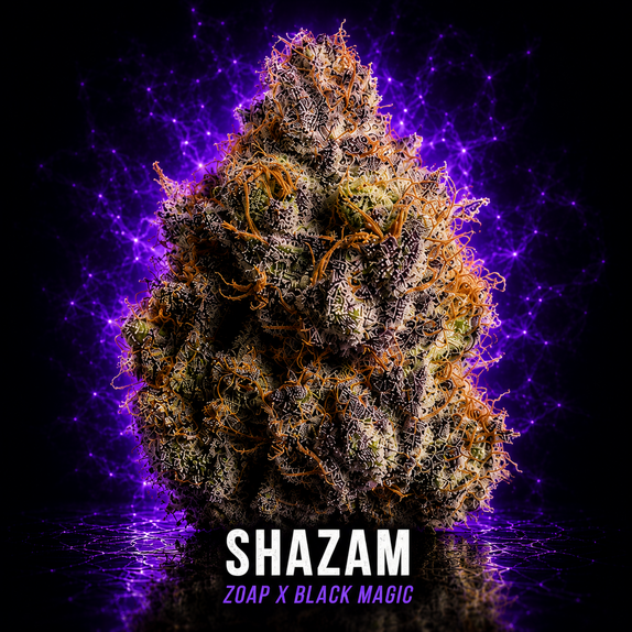 Shazam Feminised (Wizard Trees Genetics) Cannabis Seeds