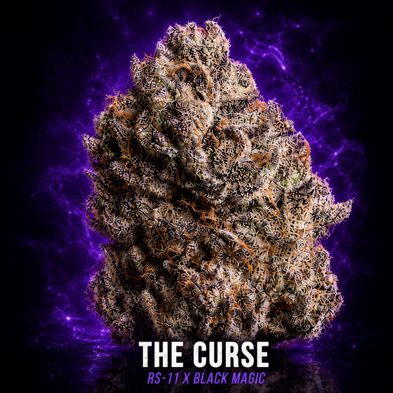 The Curse Femnised (Wizard Trees Genetics) Cannabis Seeds