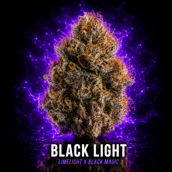 Black Light Cannabis Seeds