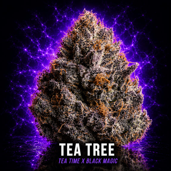 Tea Tree Cannabis Seeds