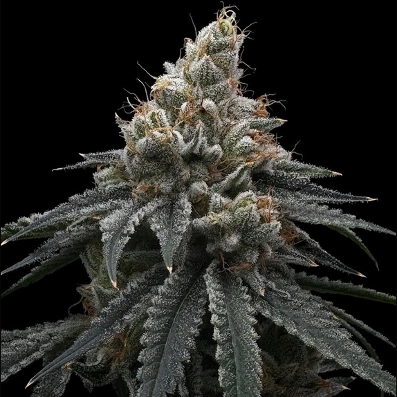 Briar Berriez Feminised (Common Wealth Seed Co) Cannabis Seeds