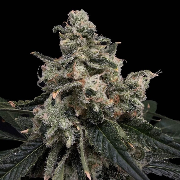 Strawberry Honeycombz Feminised (Common Wealth Seed Co) Cannabis Seeds