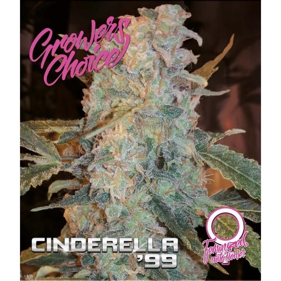 Cinderella 99 Auto Cannabis Seeds