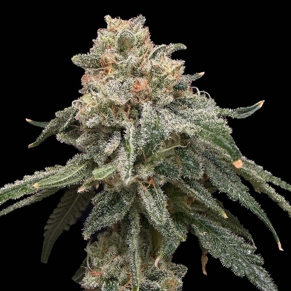 Grape Goblin (Common Wealth Seed Co) Cannabis Seeds
