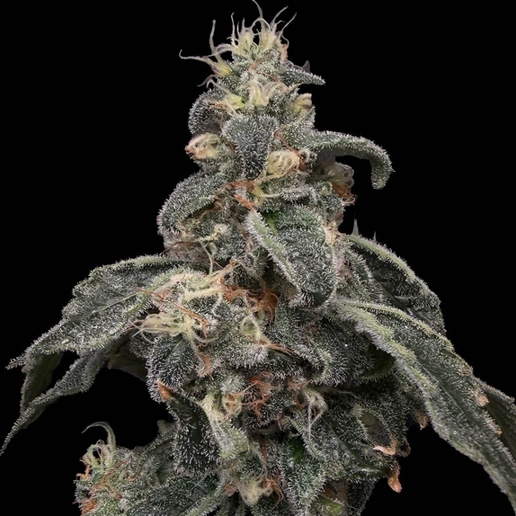 Safari Boat Feminised (Common Wealth Seed Co) Cannabis Seeds