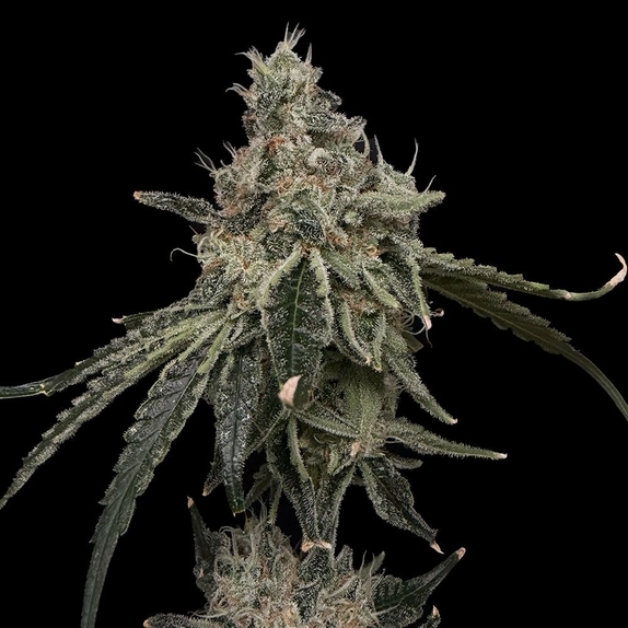 Superberry (Common Wealth Seed Co) Cannabis Seeds