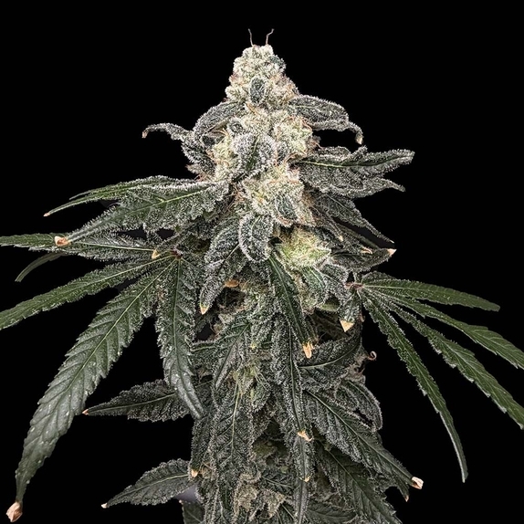 Thornberry Pie (Common Wealth Seed Co) Cannabis Seeds