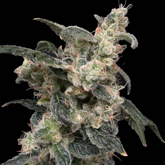 Bramble Jam (Common Wealth Seed Co) Cannabis Seeds