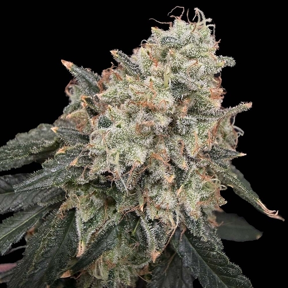 Thornberry Thicket Feminised (Common Wealth Seed Co) Cannabis Seeds