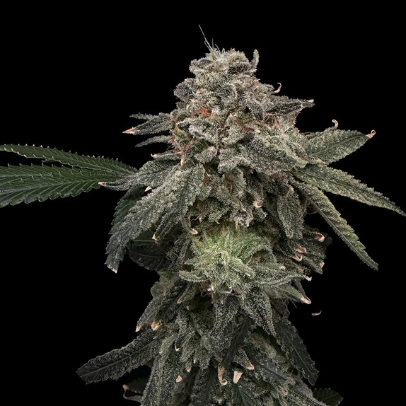 Briar Patch (Common Wealth Seed Co) Cannabis Seeds