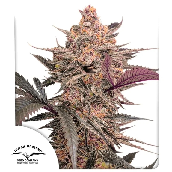 Blue Applez (Dutch Passion Seeds) Cannabis Seeds