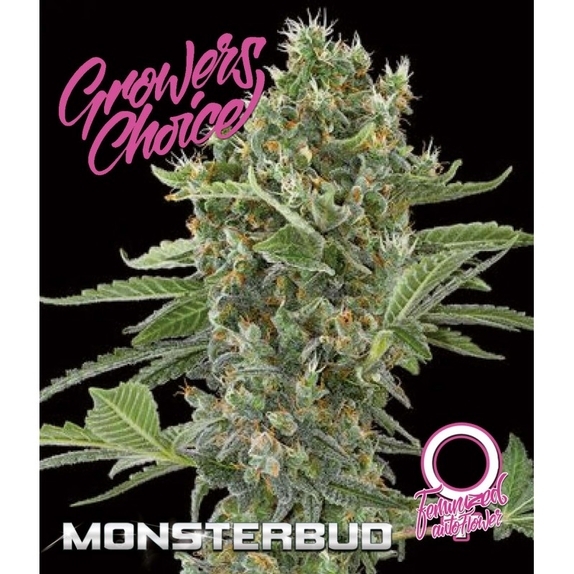 Monsterbud Auto   Cannabis Seeds