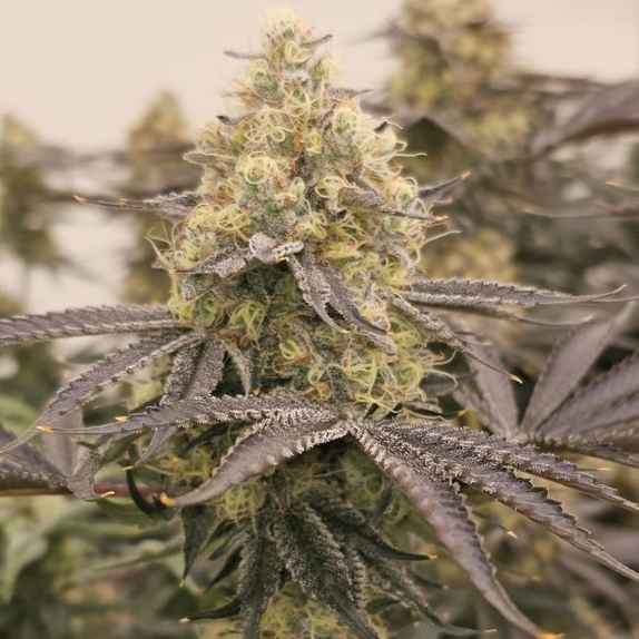 Orange Milano Feminized (Karma Genetics Seeds) Cannabis Seeds