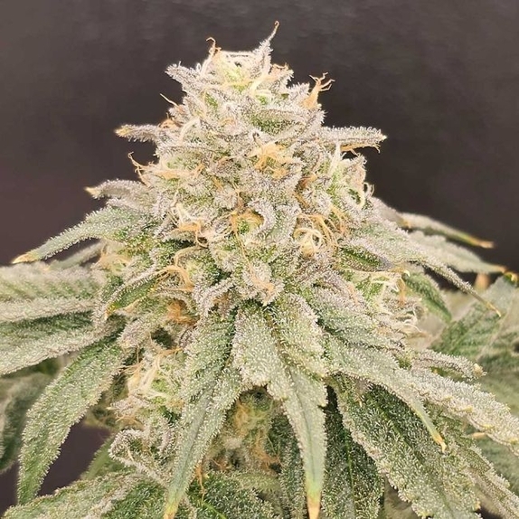 ZIZI V3.0 Regular (Karma Genetics Seeds) Cannabis Seeds