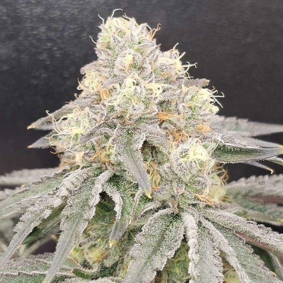 ZiZi Blue Regular (Karma Genetics Seeds) Cannabis Seeds