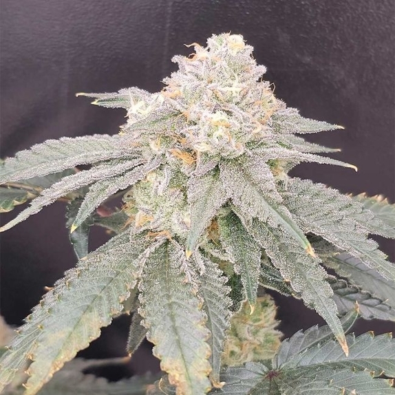 Gen Zi Regular (Karma Genetics Seeds) Cannabis Seeds