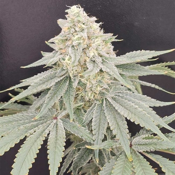 Payazi Regular (Karma Genetics Seeds) Cannabis Seeds