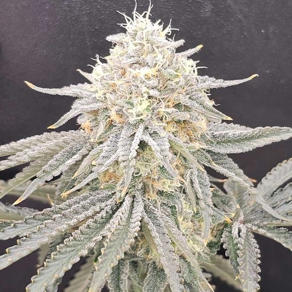 Zirop Regular (Karma Genetics Seeds) Cannabis Seeds