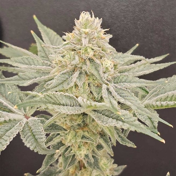Lemonzi Regular (Karma Genetics Seeds) Cannabis Seeds
