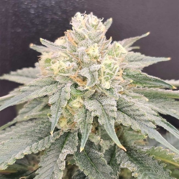 BananZi Regular (Karma Genetics Seeds) Cannabis Seeds