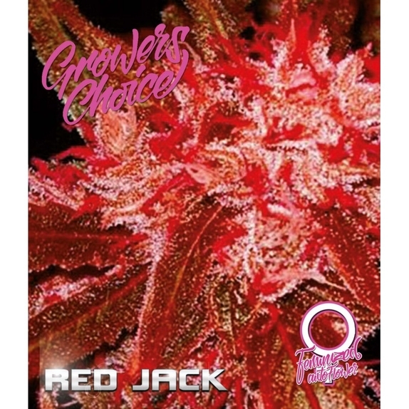 Red Jack Auto   Cannabis Seeds