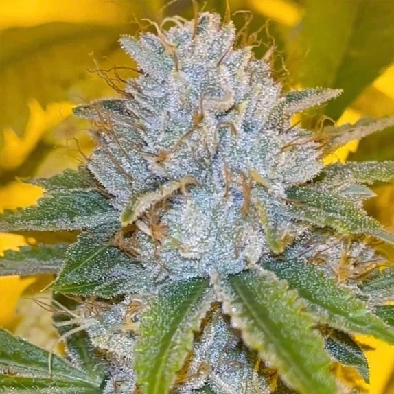 Midnight Rumble Feminized (Karma Genetics Seeds) Cannabis Seeds
