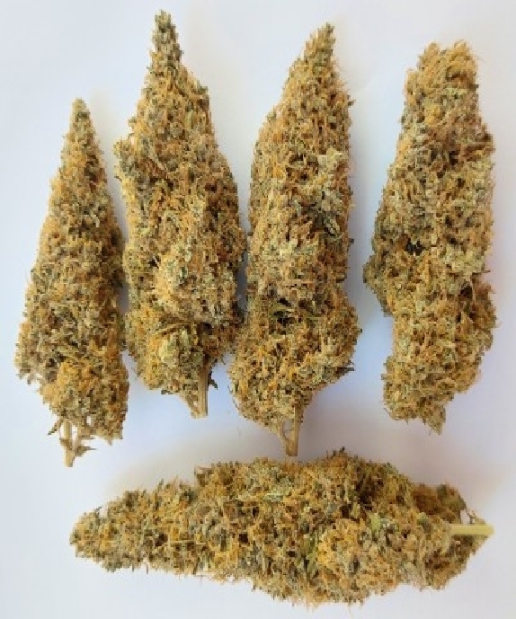 Colossus Feminised (Ace Seeds) Cannabis Seeds