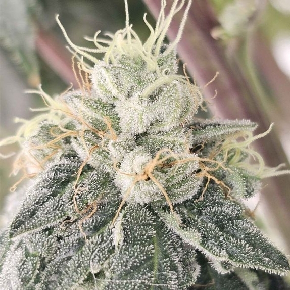Club Kush regular (Karma Genetics Seeds) Cannabis Seeds