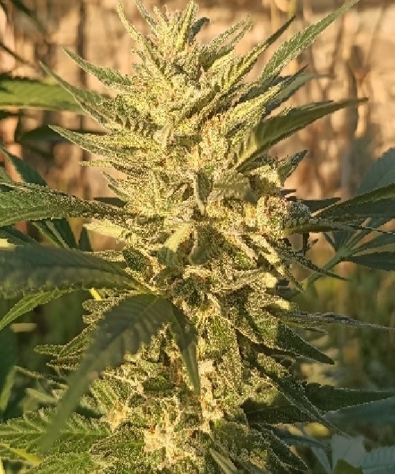 LIMITED EDITION Creeper Gouge  (Ace Seeds) Cannabis Seeds
