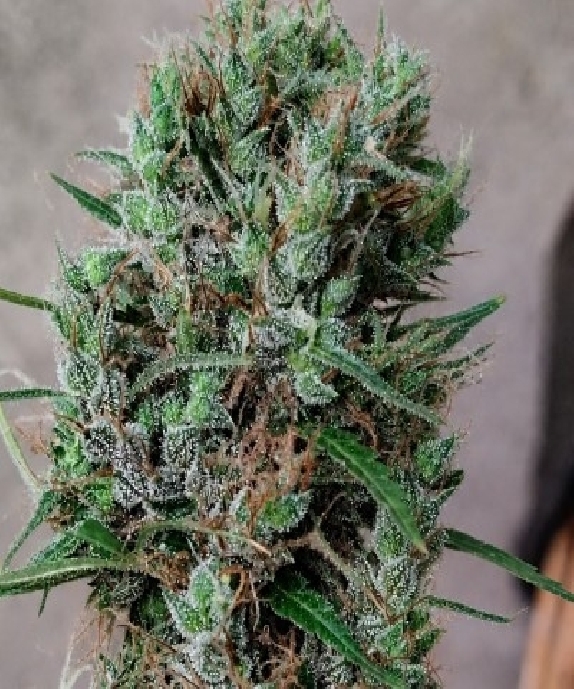 Papua New Guinea Regular (Ace Seeds) Cannabis Seeds
