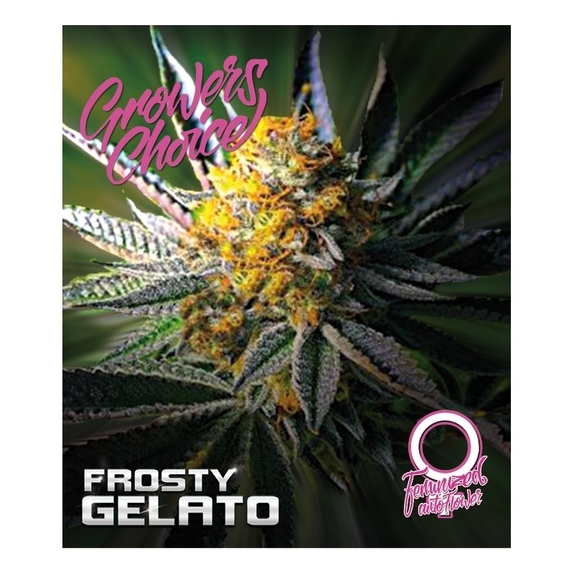 Frosty Gelato Auto Cannabis Seeds