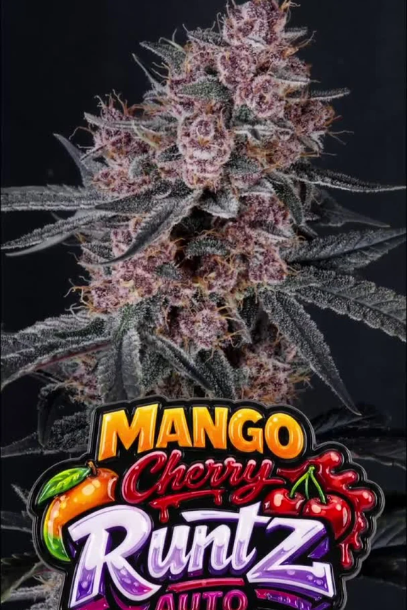 Mango Cherry Runtz AUTO (Fast Buds Seeds) Cannabis Seeds
