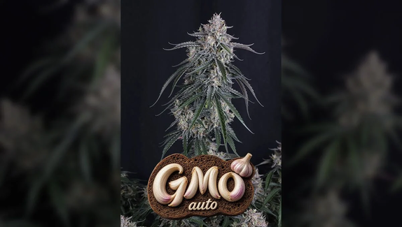 GMO AUTO (Fast Buds Seeds) Cannabis Seeds