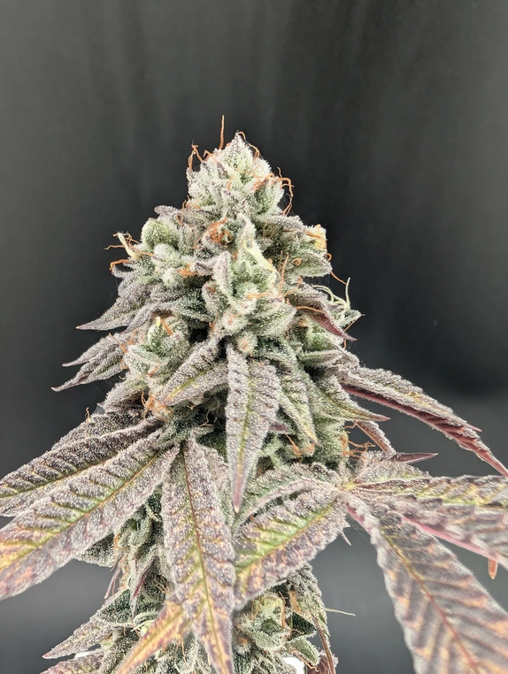 Garlic Mint Sherbet feminised (Fast Buds Seeds) Cannabis Seeds