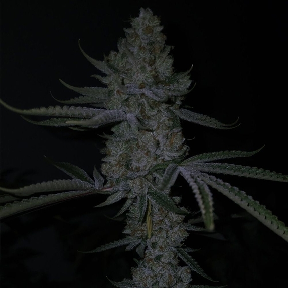 Terpulator Regular (Capulator Seeds) Cannabis Seeds