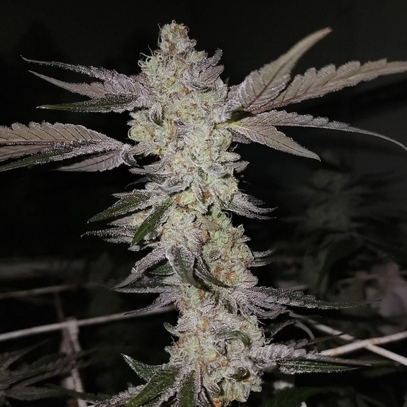 Vanta Black Regular (Capulator Seeds) Cannabis Seeds