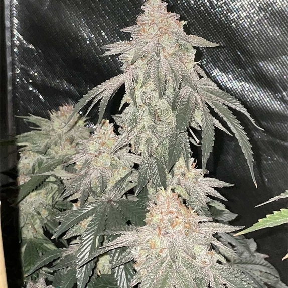 Milk of MACnesia (MoM) Regular (Capulator Seeds) Cannabis Seeds