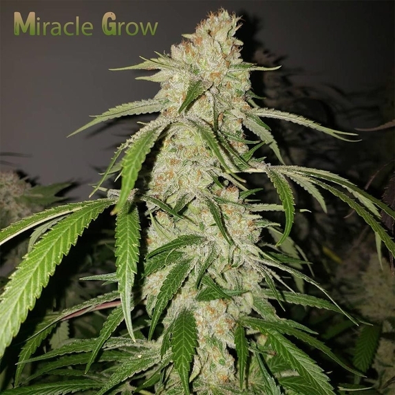 Miracle Grow Regular (Capulator Seeds) Cannabis Seeds