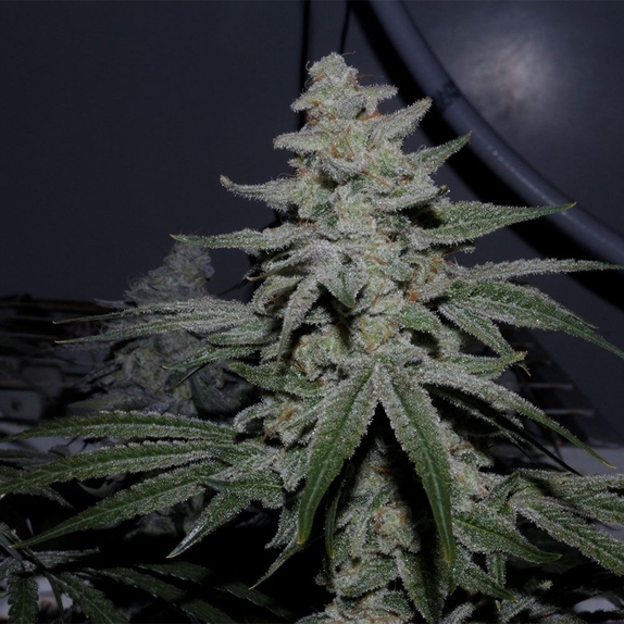Caps Crunch F2 Regular (Capulator Seeds) Cannabis Seeds