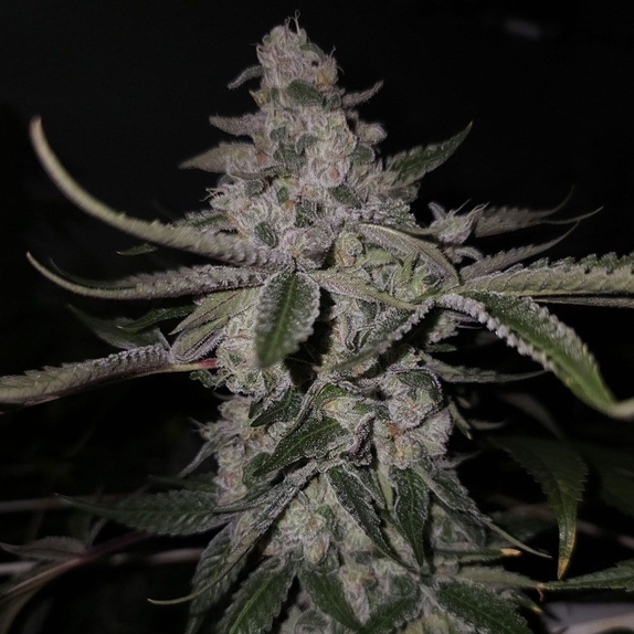 Black Pine Reserve  Regular (Capulator Seeds) Cannabis Seeds