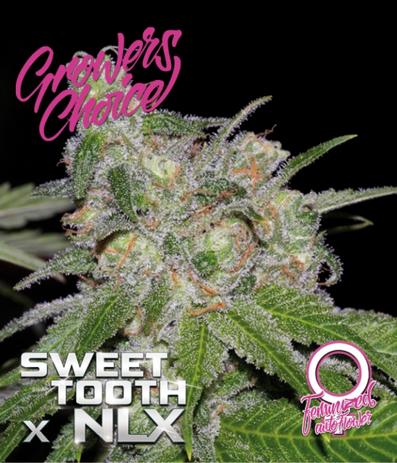 Sweet Tooth x NLX Auto   Cannabis Seeds
