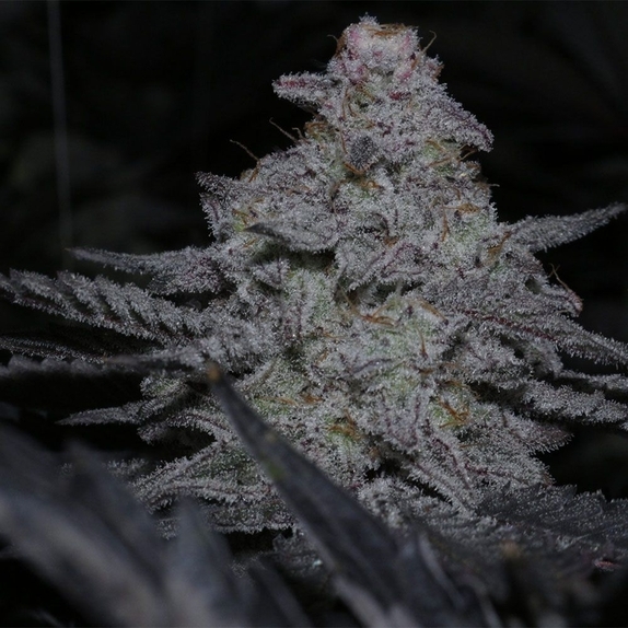 MAC Original Regular (Capulator Seeds) Cannabis Seeds