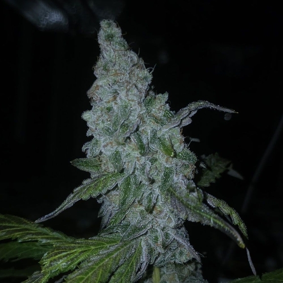 Lions Tooth Feminized (Capulator Seeds) Cannabis Seeds