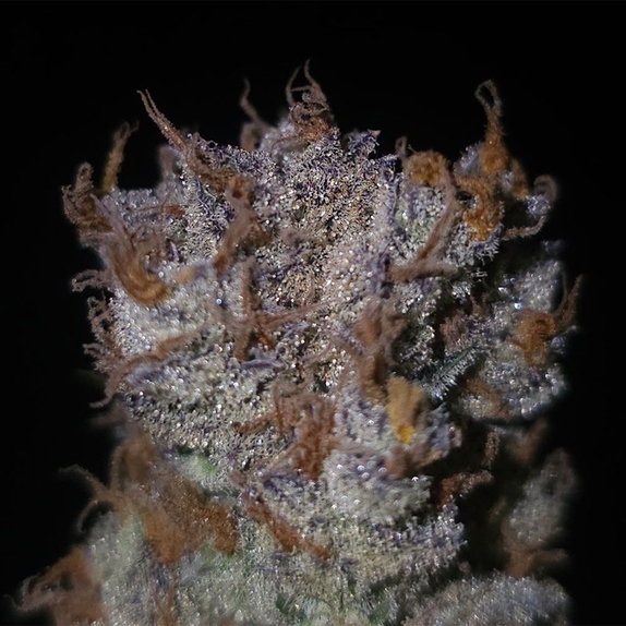 Lions Strength S1 Feminized  (Capulator Seeds) Cannabis Seeds