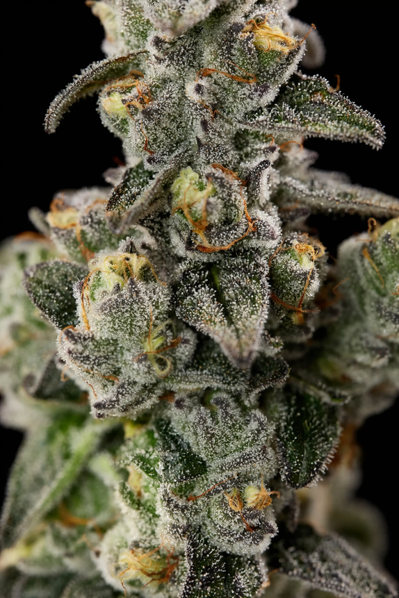 Pi Chew Feminised (Discreet Seeds) Cannabis Seeds