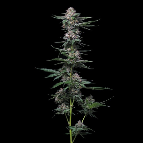 (Arcana Collective) Cannabis Seeds