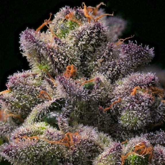 Banana Hammock Feminized (Arcana Collective) Cannabis Seeds
