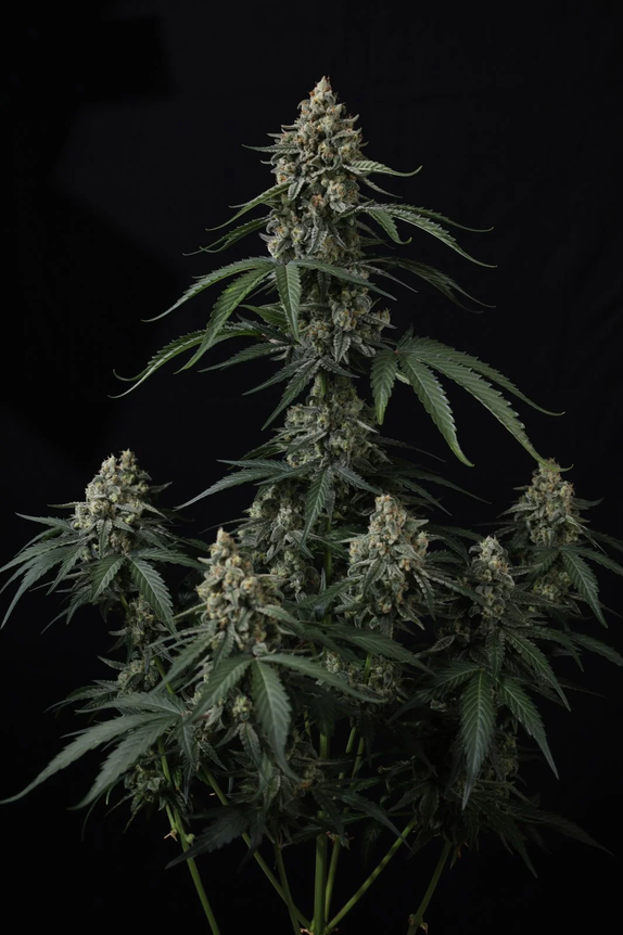 Banana Cherry Cookies Auto (Fast Buds Seeds) Cannabis Seeds