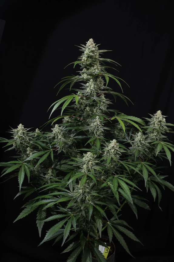 Banana Frost Auto (Fast Buds Seeds) Cannabis Seeds