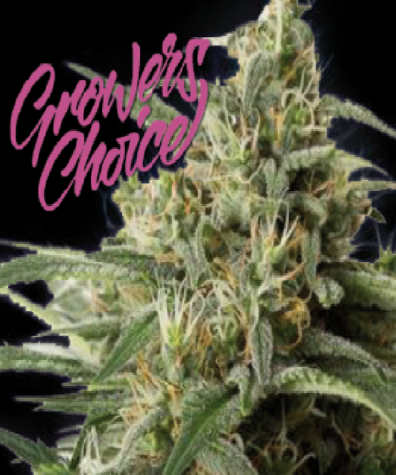 Monster Bud XXL Auto Cannabis Seeds